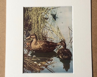 1940s Wild Ducks in their Winter Plumage Original Vintage Print - Mounted and Matted - Bird Art - Ornithology - Wildlife - Available Framed