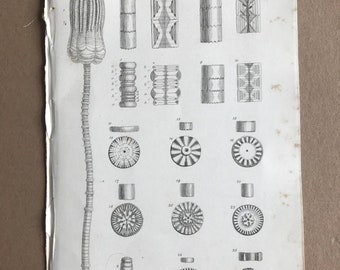 1858 Original Antique Engraving - Encrinites Moniliformis - Geology - Fossil - Palaeontology