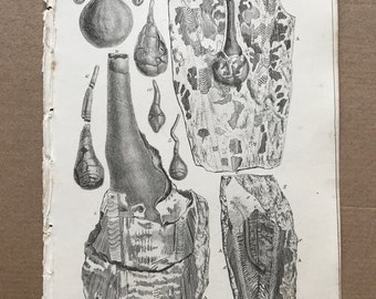 1858 Fossil Pens and Ink Bags of Loligo from Lias at Lyme Original Antique Engraving - Fossil - Palaeontology