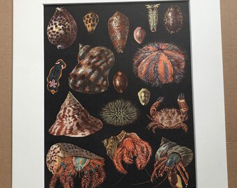 1968 Colourful Vintage Print - Mounted and Matted - Available Framed - Crustacean - Arabian & Money Cowry, Sea Snail, Urchin, Hermit Crab