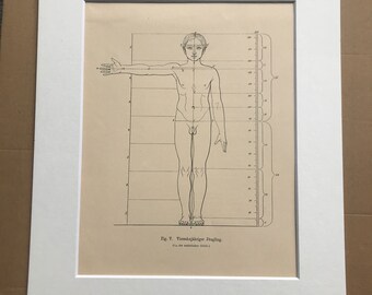 1890 Original Antique Anatomical Print - Dimensions of the Body - Anatomy - Medical Decor - Mounted and Matted - Available Framed