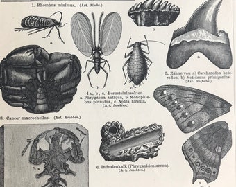 1898 Tertiary Formations Original Antique Lithograph - Mounted and Matted - Geology - Fossil - Geologist Gift - Available Framed