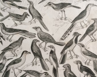 1852 Original Antique Ornithology Engraving - Birds - Wildlife - Natural History - Zoology