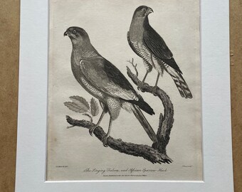 1810 The Singing Falcon and African Sparrow-Hawk Original Antique Copperplate Engraving - Ornithology - Available Framed