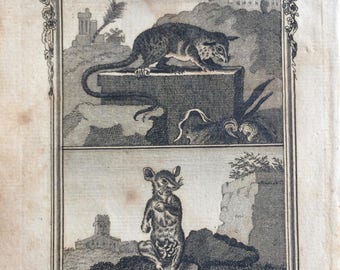 1775 Original Antique Copper Engraving - Male and Female Marmose - Count de Buffon - Wildlife - Zoology - Decorative Art - Matted - Framed