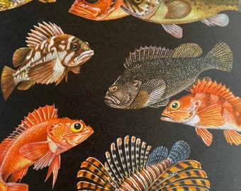 1968 Original Vintage Fish Print - Rosefish - Korean Rockfish - Stonefish - Red Lionfish - Scorpionfish - Available Framed