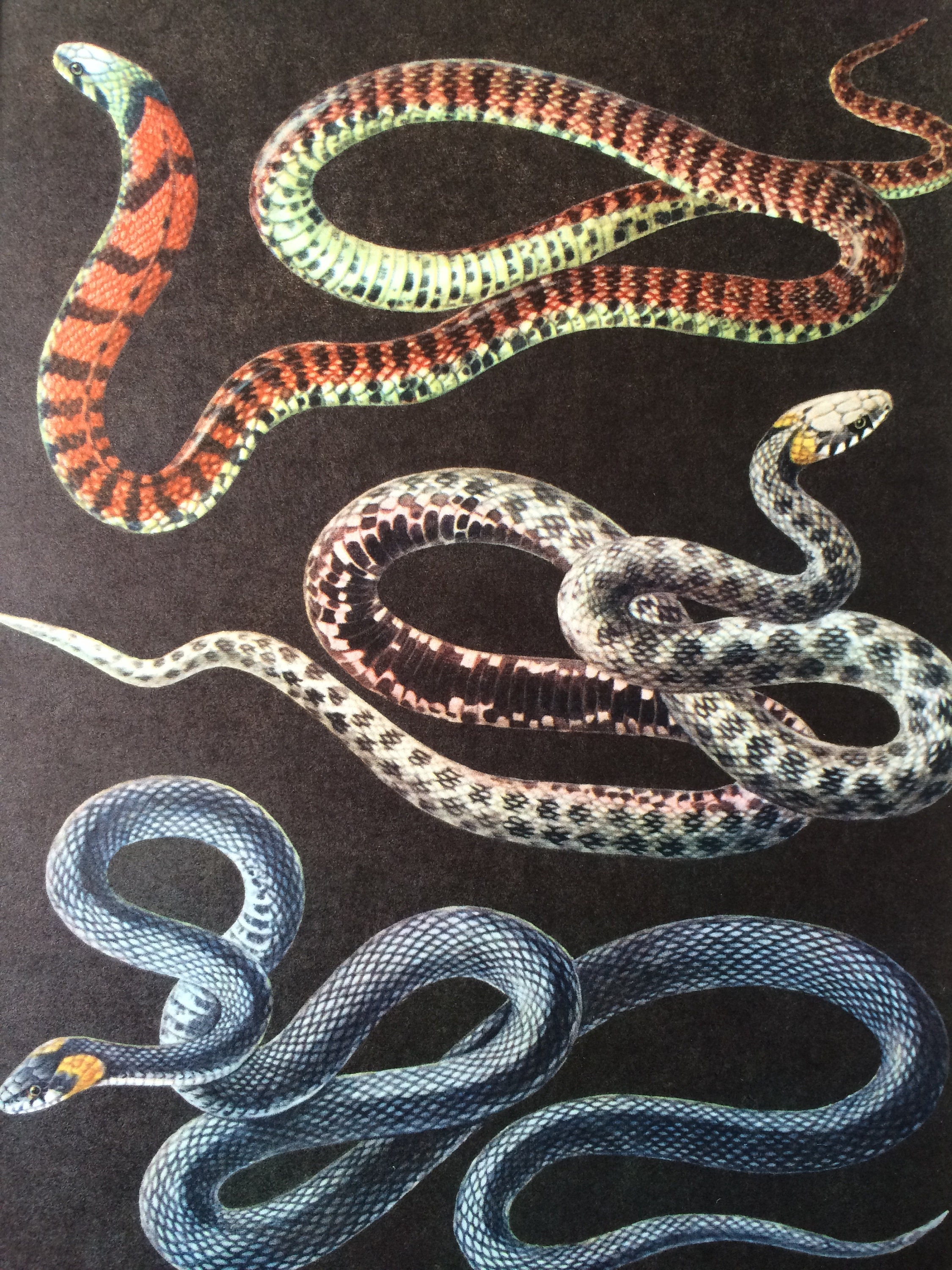 1968 Colourful Vintage Snake Print Reptile Mounted and Matted Available Framed