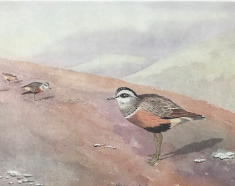 1924 Dotterel Original Antique Print - Mounted and Matted - Ornithology - British Waders - Vintage Bird Art - Available Framed