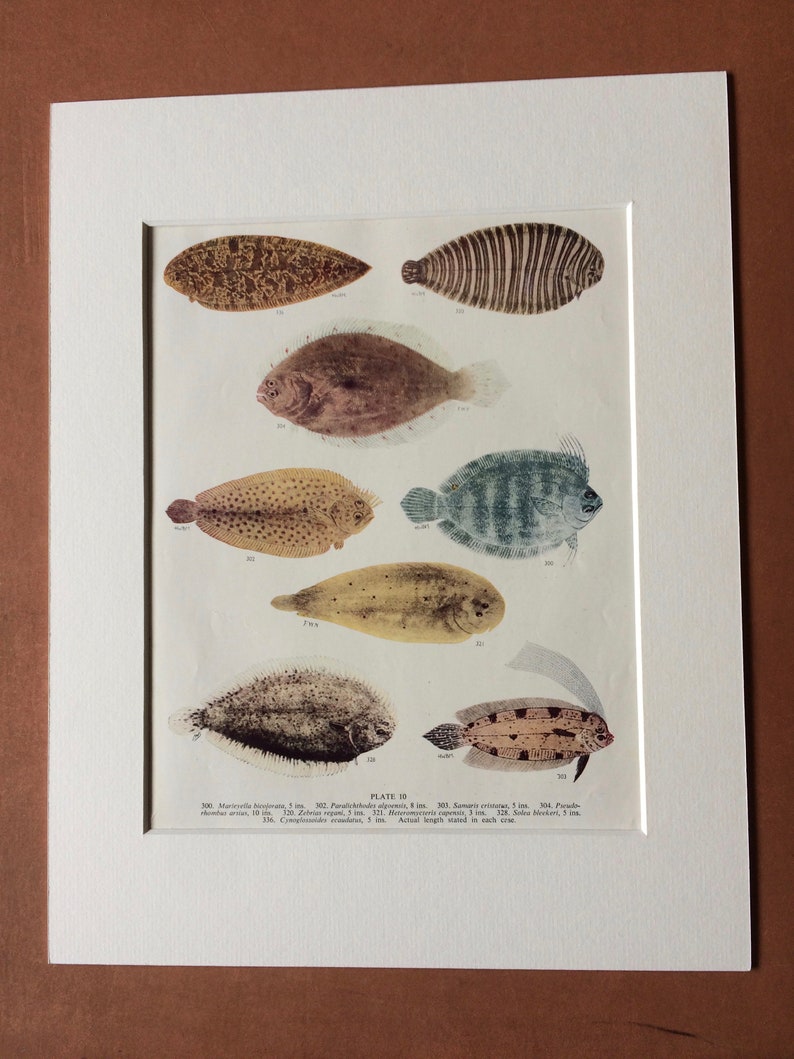 1950 Original Vintage Fish Print Mounted and Matted Available Framed Tropical Fish Marine Species Sealife Ocean Decor Sole image 1