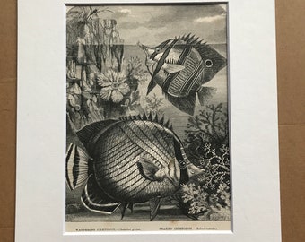1863 Wandering and Beaked Chaetodons Original Antique Print - Fish Illustration - Marine Decor - Mounted and Matted - Available Framed