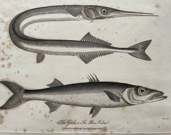 1810 The Gar and the Sea Pike Original Antique Copperplate Engraving - Ichthyology - Fish Art - Available Framed