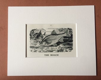 1958 The Roach Original Vintage Print - Mounted and Matted - Fish - Angling - Fishing - Cabin Decor - Available Framed