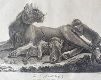 1810 Lioness and Whelps Original Antique Copperplate Engraving - Cubs - Lion - Wildlife - Big Cat - Available Framed