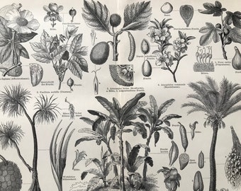 1897 Edible Plants Original Antique Botanical Print - Available Framed - Banana, Fig, Breadfruit - Vintage Wall Decor