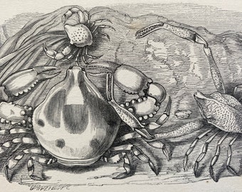 1863 Spotted Leucosia, Urania Crab and Keeled Crab Original Antique Print - Crustacean - Ocean Wildlife - Available Framed