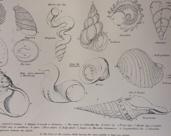 1891 Mollusca Set of 3 Prints Original Antique Encyclopaedia Illustrations - Mollusc - Shell - wall decor - home decor