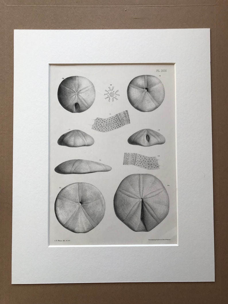 1857 Original Antique Engraving - Sale special price Echinodermata the Fossil Oo of Max 85% OFF