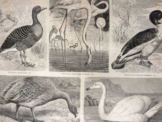 1878 Schwan, Flamingo, Merganser Ente, Cape Barren Gans Original