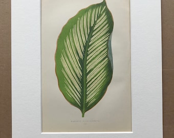 1872 Original Antique Hand Coloured Botanical Illustration - Botany - Beautiful Leaved Plant - Maranta Alba - Available Matted & Framed