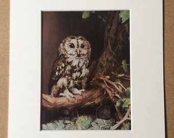 1940s Tawny Owl - Nightwatchman of the woods Original Vintage Print - Mounted and Matted - Bird - Ornithology - Wildlife - Available Framed