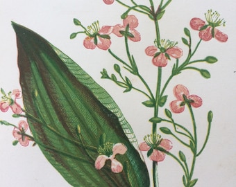 1852 Original Antique Hand-Coloured Anne Pratt Botanical Illustration - Water Plantain - Wild Flower - Botany - Garden - Decorative Art
