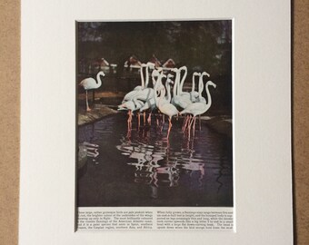 1940s Flamingoes Original Vintage Photo Print - Mounted and Matted - Bird - Ornithology - Flamingo - Wildlife - Available Framed