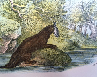 1896 Otter Original Antique Matted Chromolithograph - Mammal - Zoology - Nature - Wildlife Wall Decor - Decorative Print