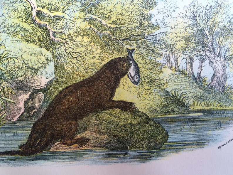 Decorative Print Nature Mammal Zoology Wildlife Wall Decor 1896 Otter Original Antique Matted Chromolithograph