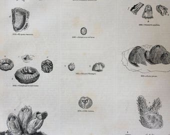 1856 Large Original Antique Cirripedia Engraving - Barnacles, Aquatic Organisms - Marine Wildlife - Wall Decor