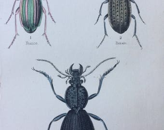 1845 Original Antique Hand-Coloured Steel Engraving - Coleoptera - Jardine - Entomology - Insect - Beetles - Bugs - Decorative Art