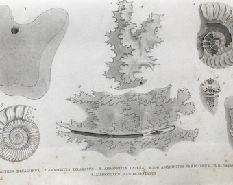 1858 Original Antique Engraving - Nautilus Hexagonus, Ammonites Excavatus, Catena, Varicosus - Geology - Fossil - Palaeontology
