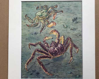 1968 Colourful Vintage Crab Print - Mounted and Matted - Available Framed - Crustacean - Ocean Wildlife - Marine Decor