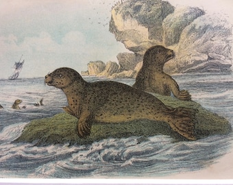 1896 Common Seal Original Antique Chromolithograph - Marine Wildlife - Natural History - Mounted and Matted - Available Framed