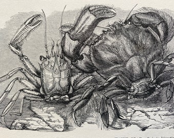 1863 Bearded Crab and Hairy Crab Original Antique Print - Crustacean - Ocean Wildlife - Mounted and Matted - Available Framed