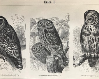 1897 Owls Original Antique Print - Mounted and Matted - Natural History - Ornithology - Available Framed