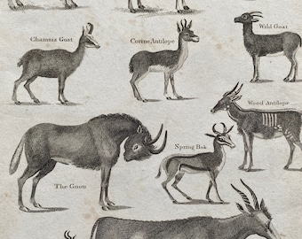 1806 Capra - Goats, Antelope, Springbok Original Antique Engraving - Encyclopaedia - Mounted and Matted - Available Framed