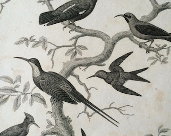 1819 Original Antique Engraving - Ornithology - Creeper and Hummingbird Varieties - Bird Art