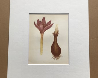 1852 Original Antique Hand-Coloured Anne Pratt Botanical Illustration - Meadow Saffron - Botany - Garden - Available Framed