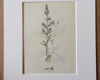 1866 Original Antique Botanical Hand-Coloured Engraving - Acrid Lobelia - Mounted and Matted - Available Framed