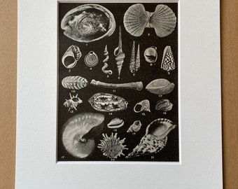 1940s Shells of Quaint Design and Beauty Original Vintage Print - Conchology - Mounted and Matted - Available Framed
