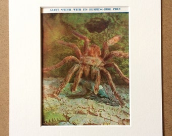 1940s Spider eating Hummingbird Original Vintage Print - Mounted and Matted - Arachnida - Gruesome Print - Unusual Wall Decor