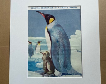 1940s Penguin Promenade in a Frozen World Original Vintage Print - Mounted and Matted - Bird - Ornithology - Wildlife - Available Framed