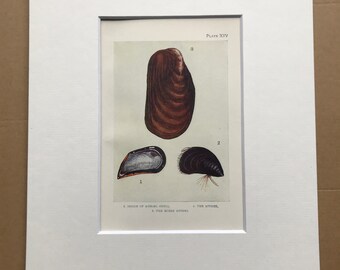 1920 Mussel and Horse Mussel Original Antique Print - Mounted and Matted - Available Framed - Sea Shell - Ocean Decor