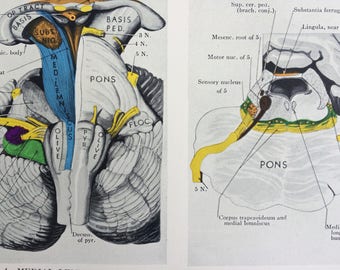 1947 Original Vintage Anatomical Print - Mounted and Matted - Available Framed - 8 x 10 inches - The Brain - Anatomy - Medicine - Biology