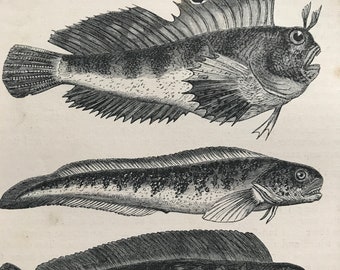 1863 Eyed Blenny, Viviparous Blenny, Sea Wolf Original Antique Print - Fish - Ocean Wildlife - Mounted and Matted - Available Framed