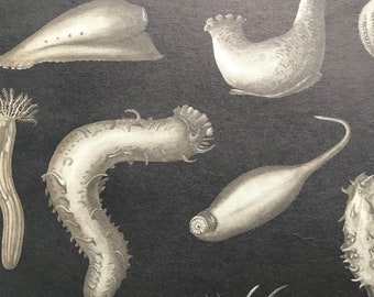 1968 Original Vintage Print - Sea Cucumbers - Mounted and Matted - Available Framed - Marine Wildlife Wall Decor -