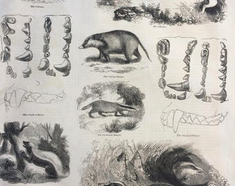 1856 Large Original Antique Engraving - Badger, Honey Badger, Ratel, Skunk, Grison, Anatomy, Teeth - Wall Decor - Natural History