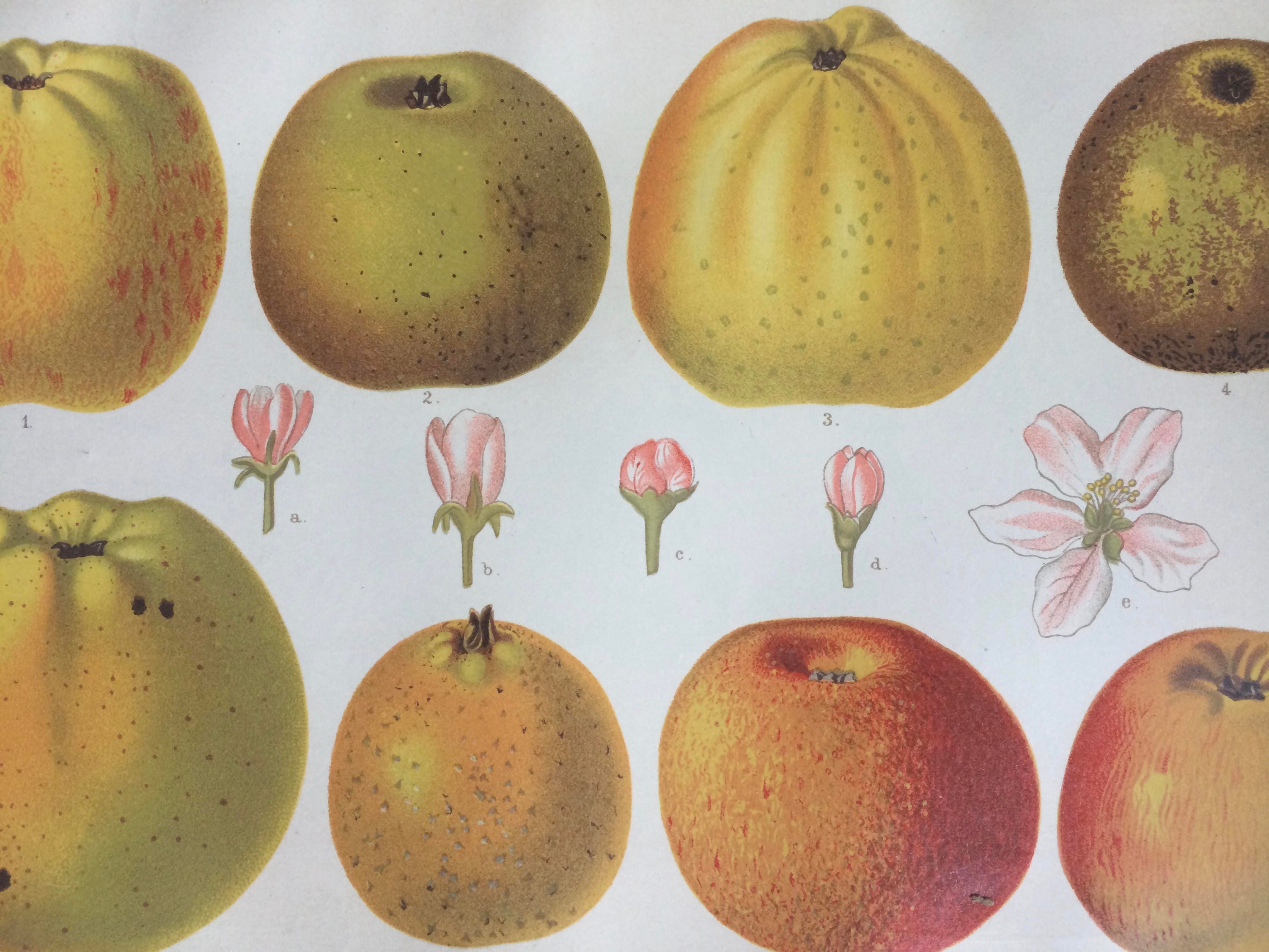 1888 Apples Blossoms Original Antique Encyclopaedia Illustration