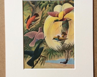 1940s Bird of Paradise Original Vintage Print - Mounted and Matted - Ornithology - Lyre Bird - Framed Vintage Bird Art