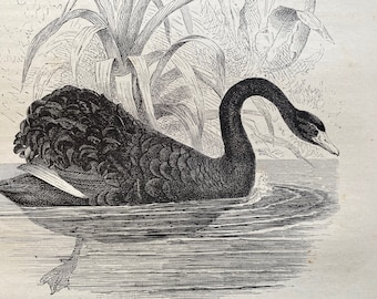 1880 The Black Swan of Australia and Tasmania Original Antique Print - Australia - Mounted and Matted - Available Framed